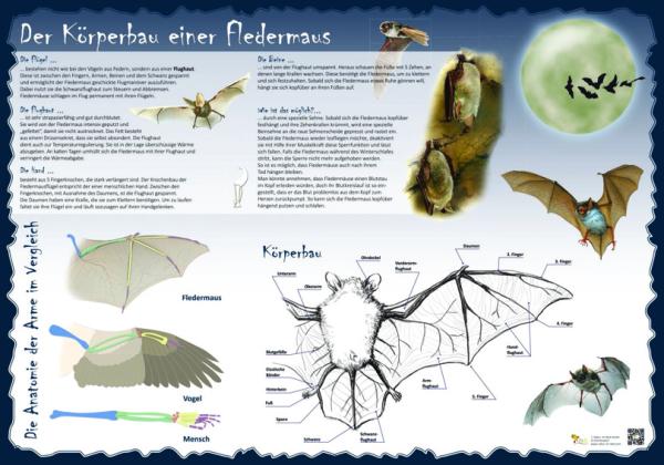 Bild- und Lehrtafel: Der Körperbau einer Fledermaus